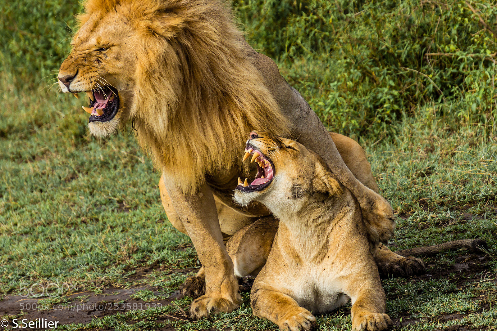 Canon EOS 700D (EOS Rebel T5i / EOS Kiss X7i) sample photo. Lions in love photography