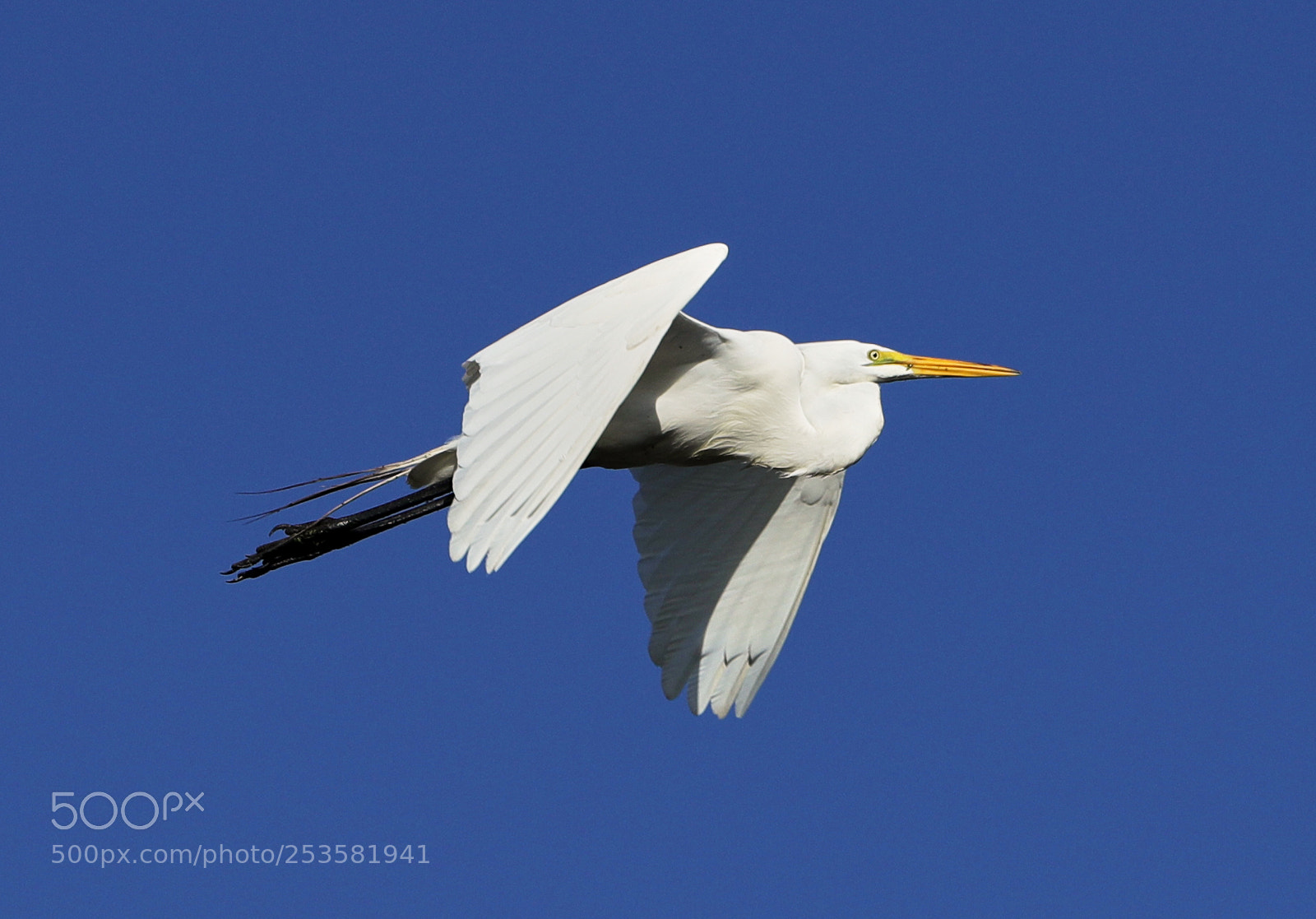 Canon EOS-1D X Mark II sample photo. 04-14-18-0012333.jpg photography