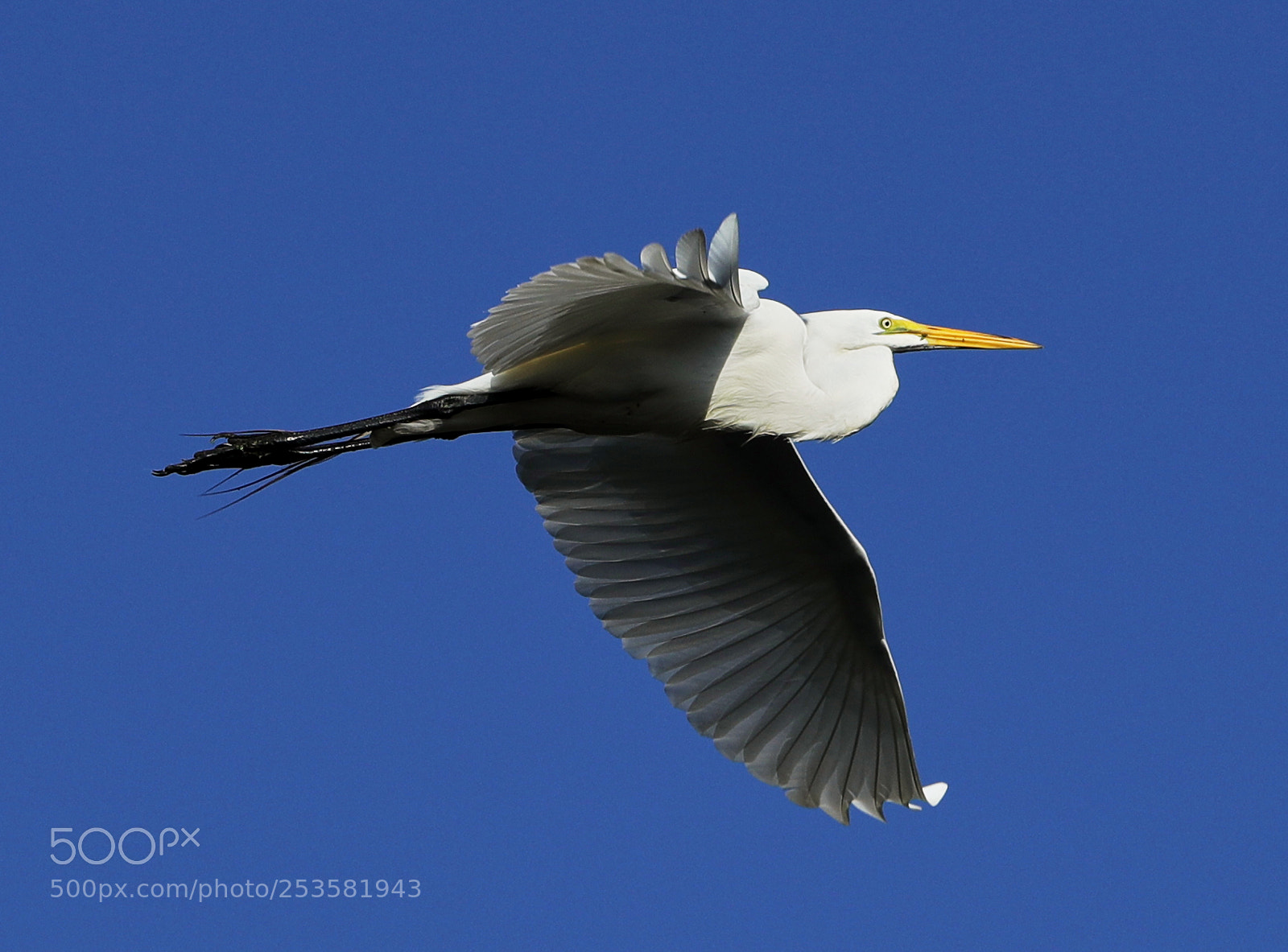 Canon EOS-1D X Mark II sample photo. 04-14-18-0012332.jpg photography
