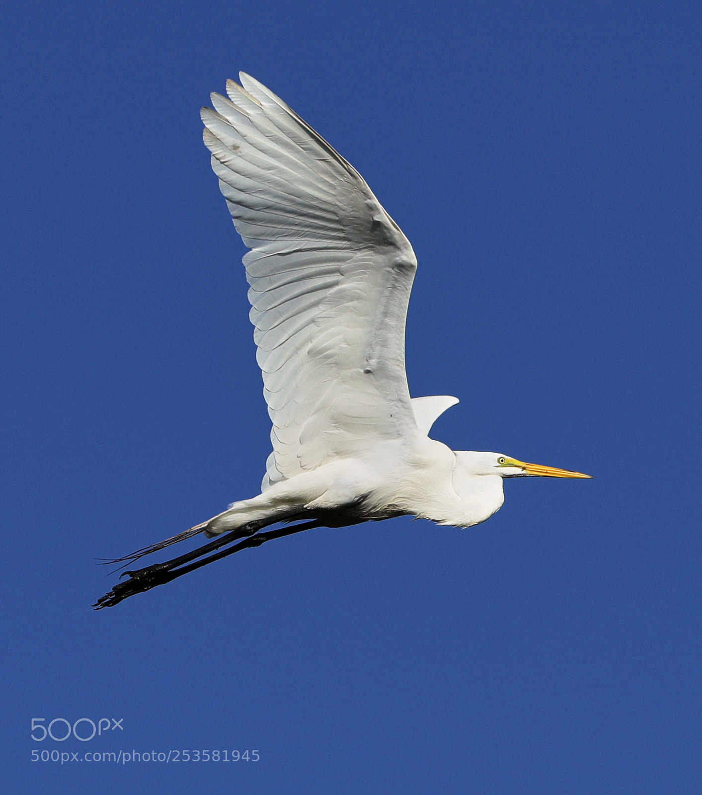 Canon EOS-1D X Mark II sample photo. 04-14-18-0012331.jpg photography