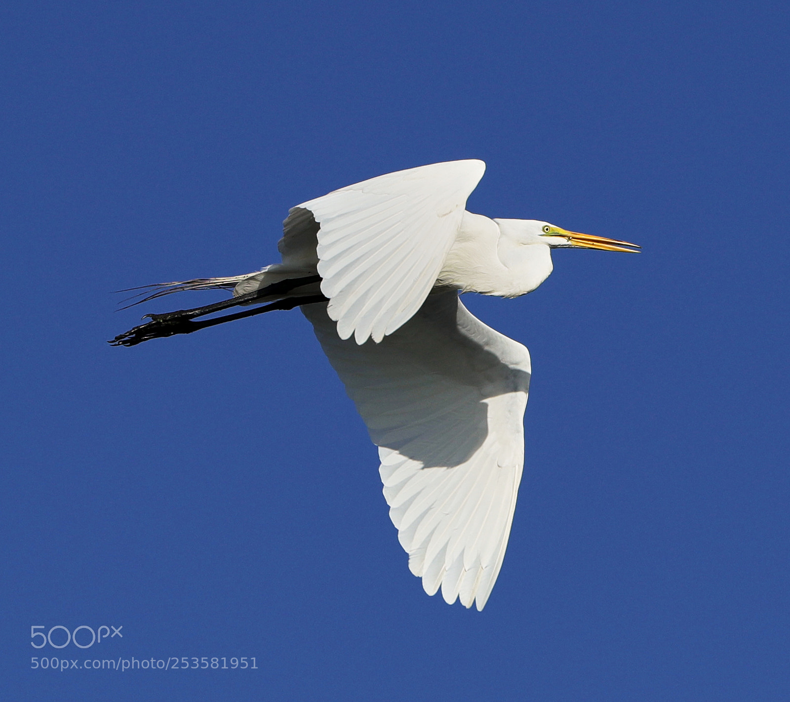 Canon EOS-1D X Mark II sample photo. 04-14-18-0012330.jpg photography