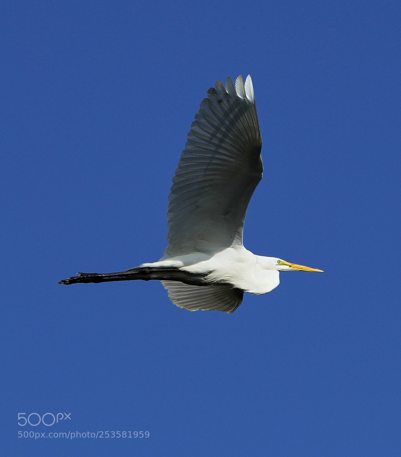 Canon EOS-1D X Mark II sample photo. 04-14-18-0012329.jpg photography