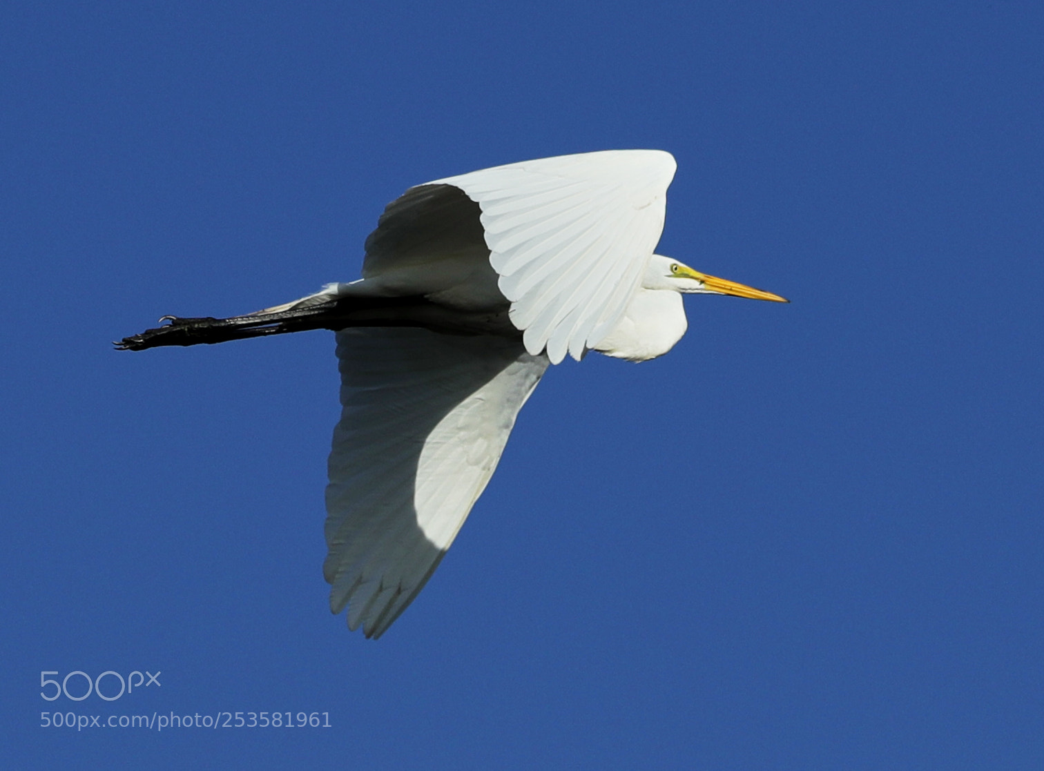 Canon EOS-1D X Mark II sample photo. 04-14-18-0012328.jpg photography
