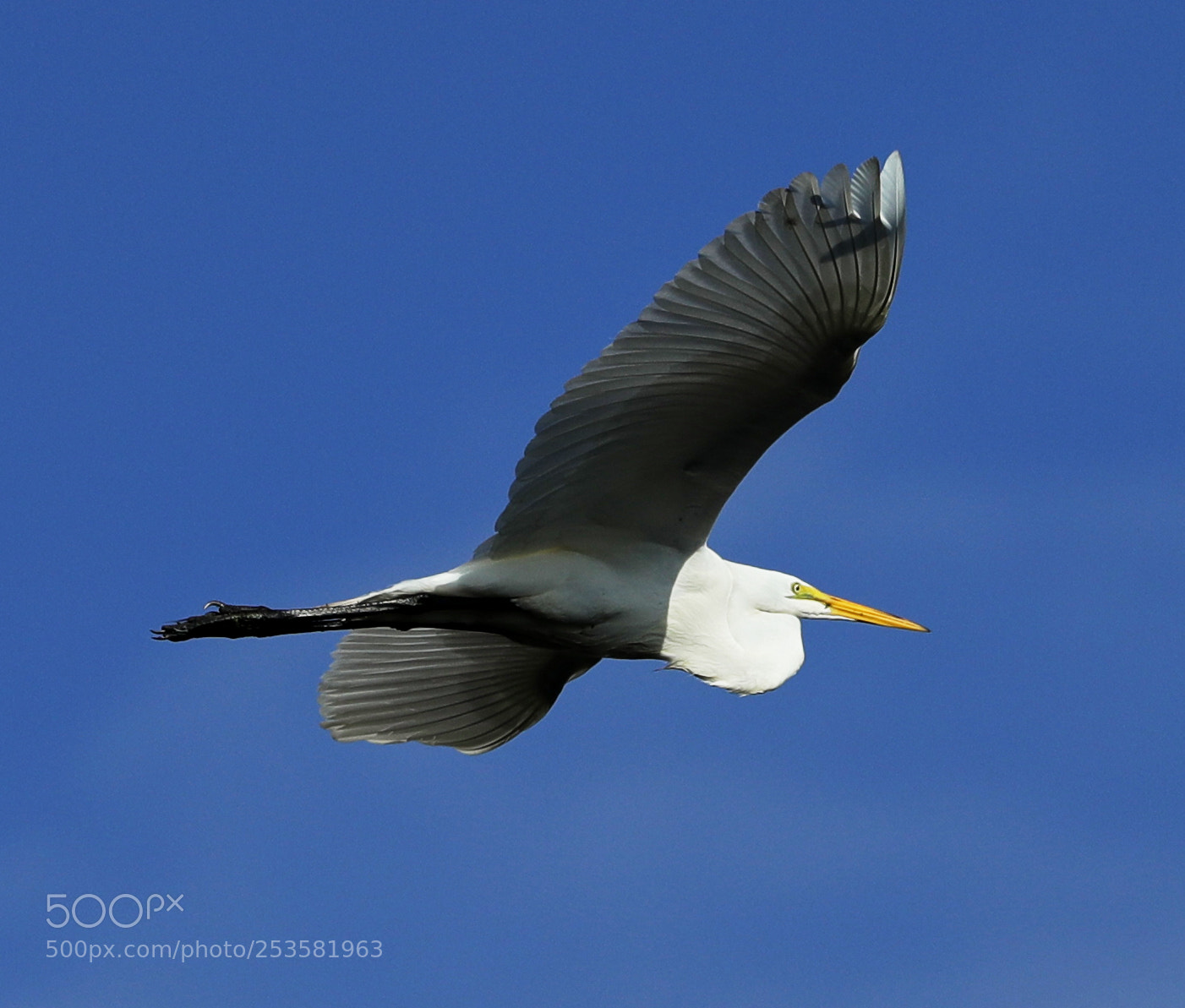 Canon EOS-1D X Mark II sample photo. 04-14-18-0012327.jpg photography