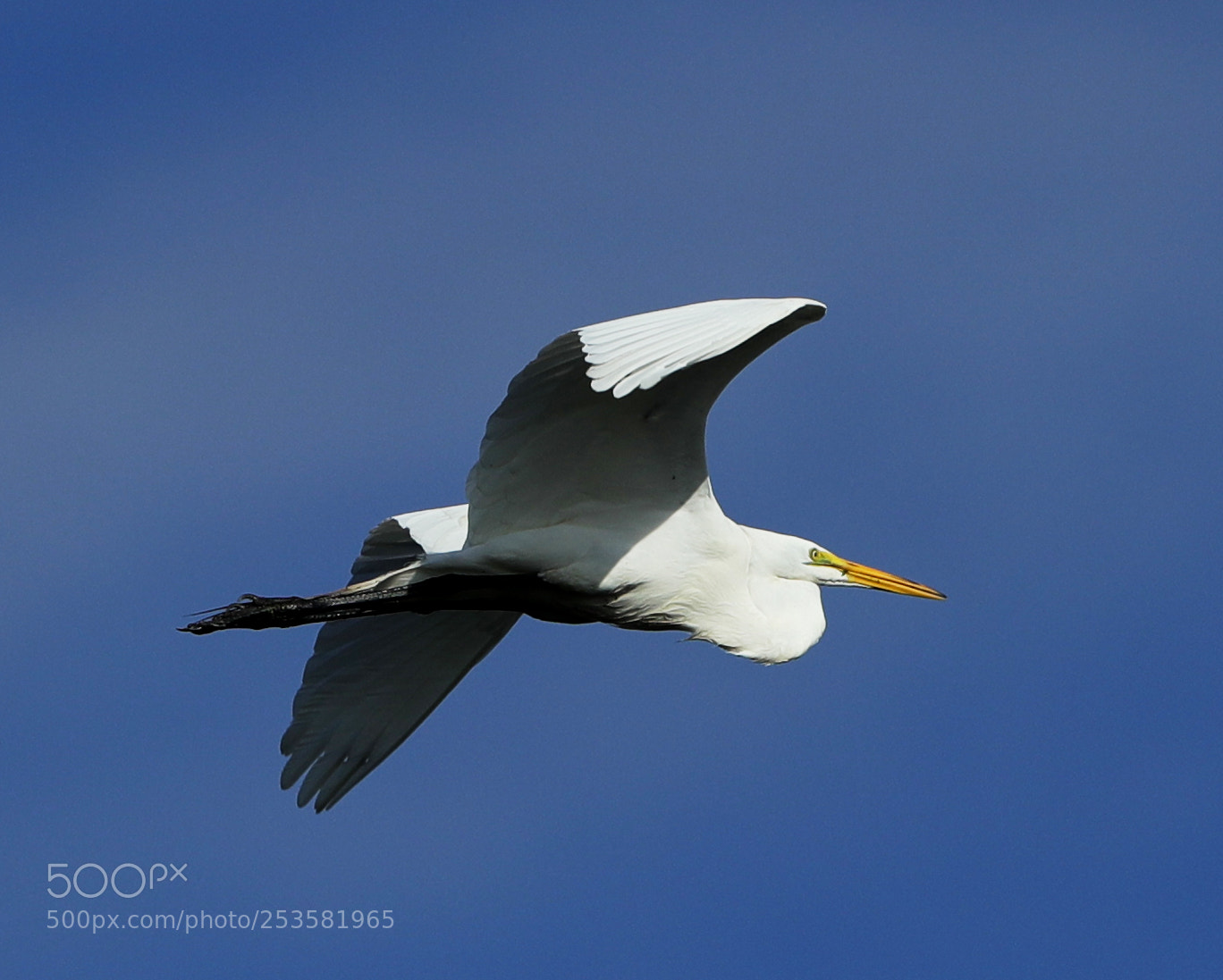 Canon EOS-1D X Mark II sample photo. 04-14-18-0012326.jpg photography