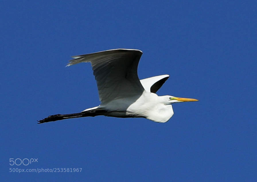 Canon EOS-1D X Mark II sample photo. 04-14-18-0012325.jpg photography