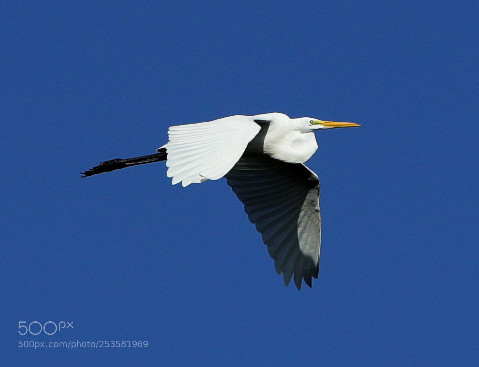 Canon EOS-1D X Mark II sample photo. 04-14-18-0012324.jpg photography