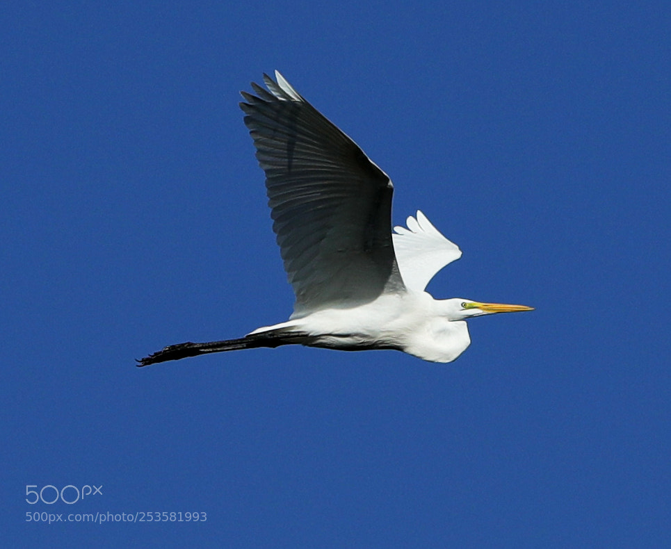 Canon EOS-1D X Mark II sample photo. 04-14-18-0012323.jpg photography