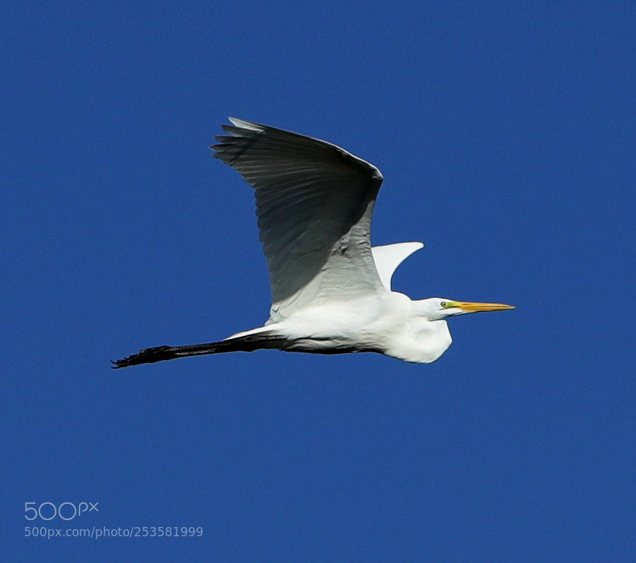 Canon EOS-1D X Mark II sample photo. 04-14-18-0012322.jpg photography