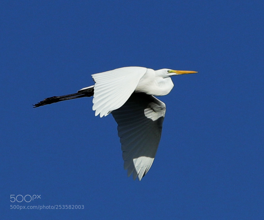 Canon EOS-1D X Mark II sample photo. 04-14-18-0012321.jpg photography