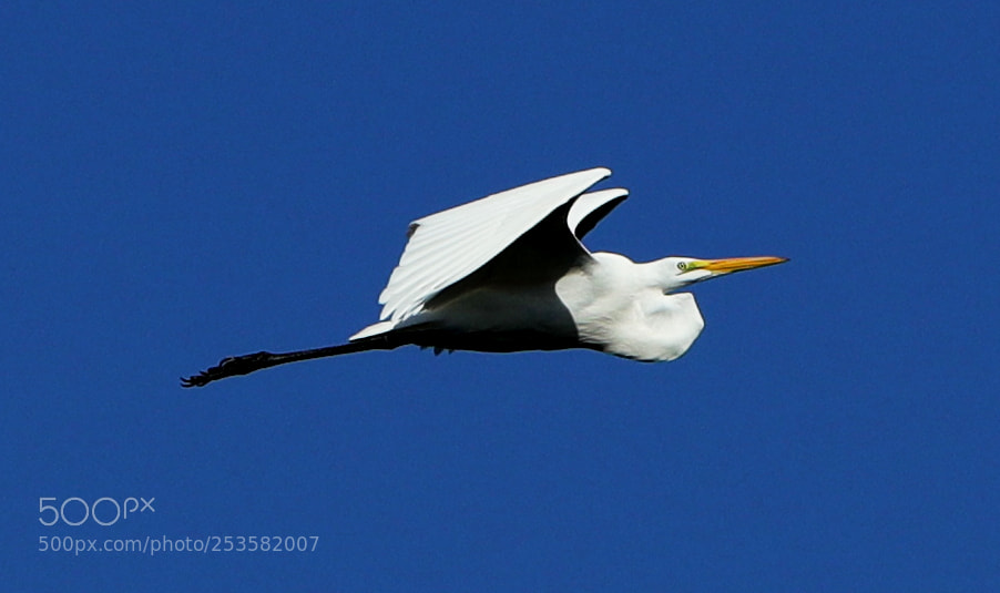 Canon EOS-1D X Mark II sample photo. 04-14-18-0012320.jpg photography