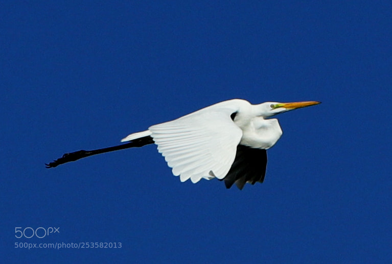 Canon EOS-1D X Mark II sample photo. 04-14-18-0012319.jpg photography
