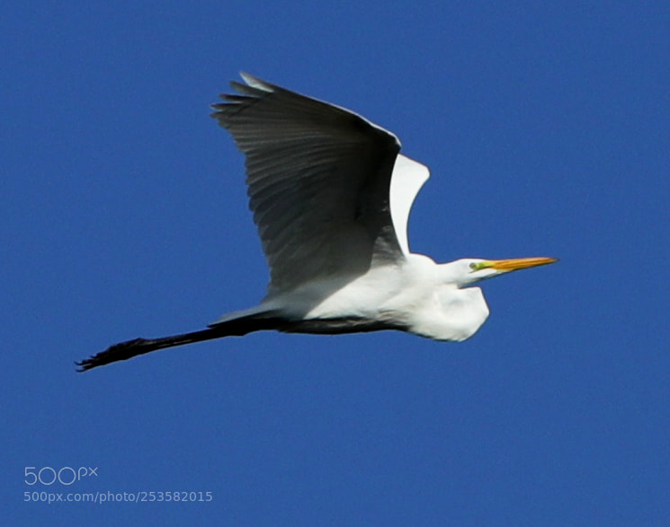 Canon EOS-1D X Mark II sample photo. 04-14-18-0012318.jpg photography