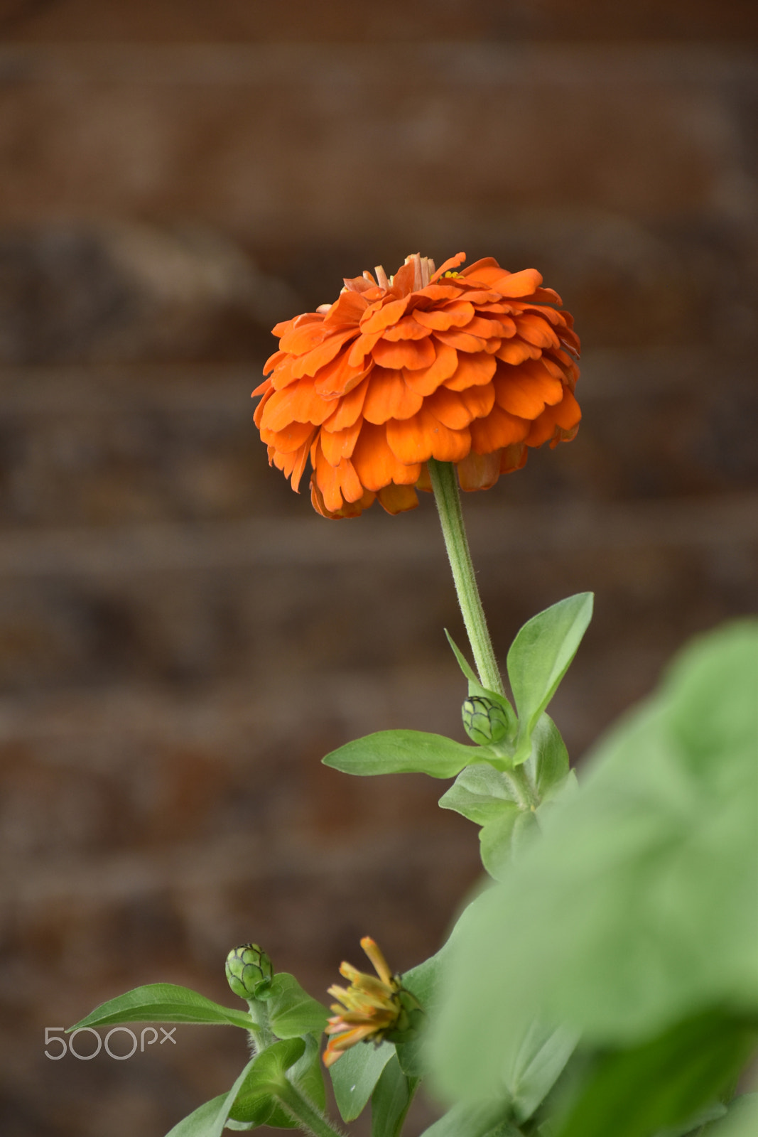 Nikon D5600 sample photo. Flower photography