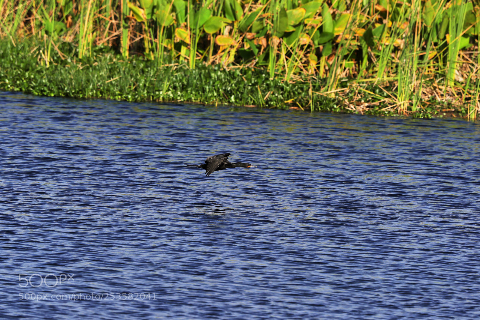 Canon EOS-1D X Mark II sample photo. 04-14-18-0012310.jpg photography