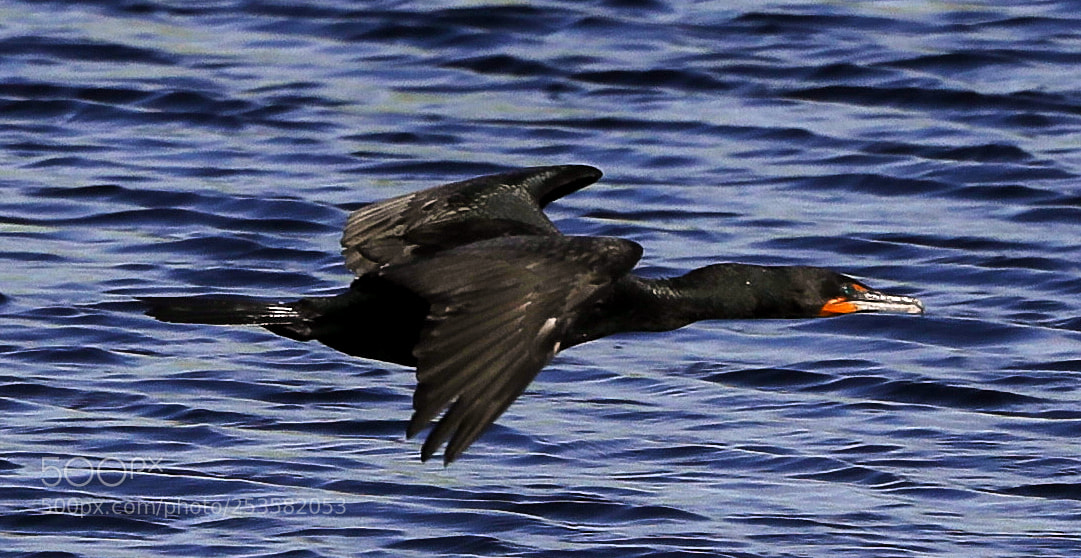 Canon EOS-1D X Mark II sample photo. 04-14-18-0012307.jpg photography