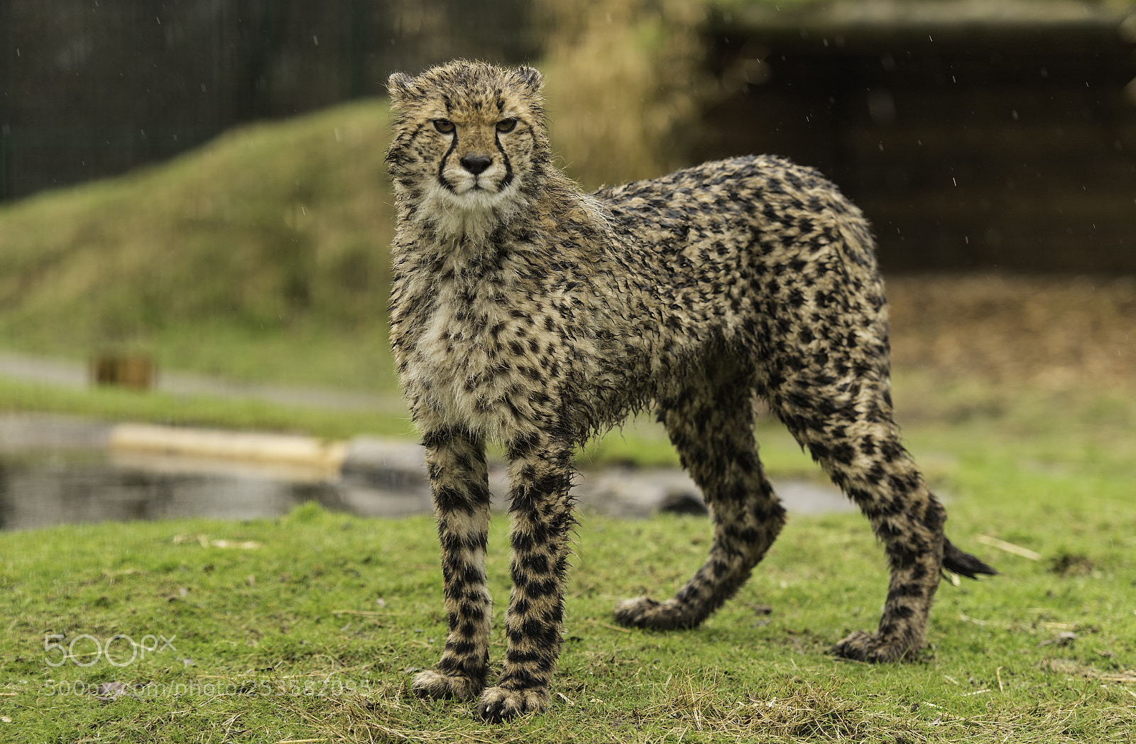 Nikon D5 sample photo. Cheetah series photography