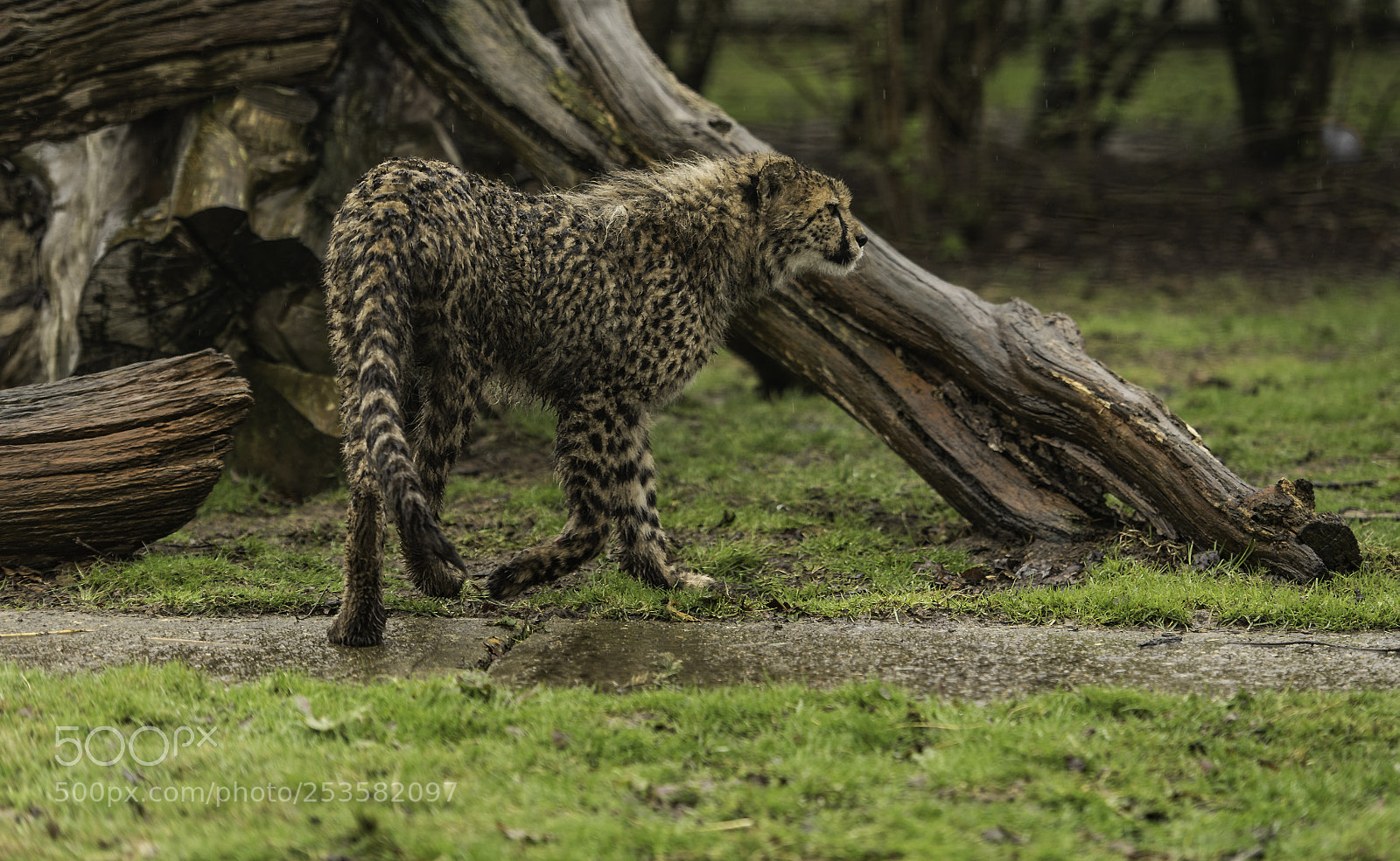 Nikon D5 sample photo. Cheetah series photography