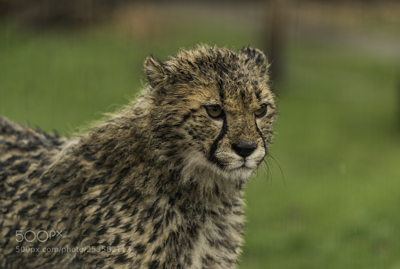 Nikon D5 sample photo. Cheetah series photography