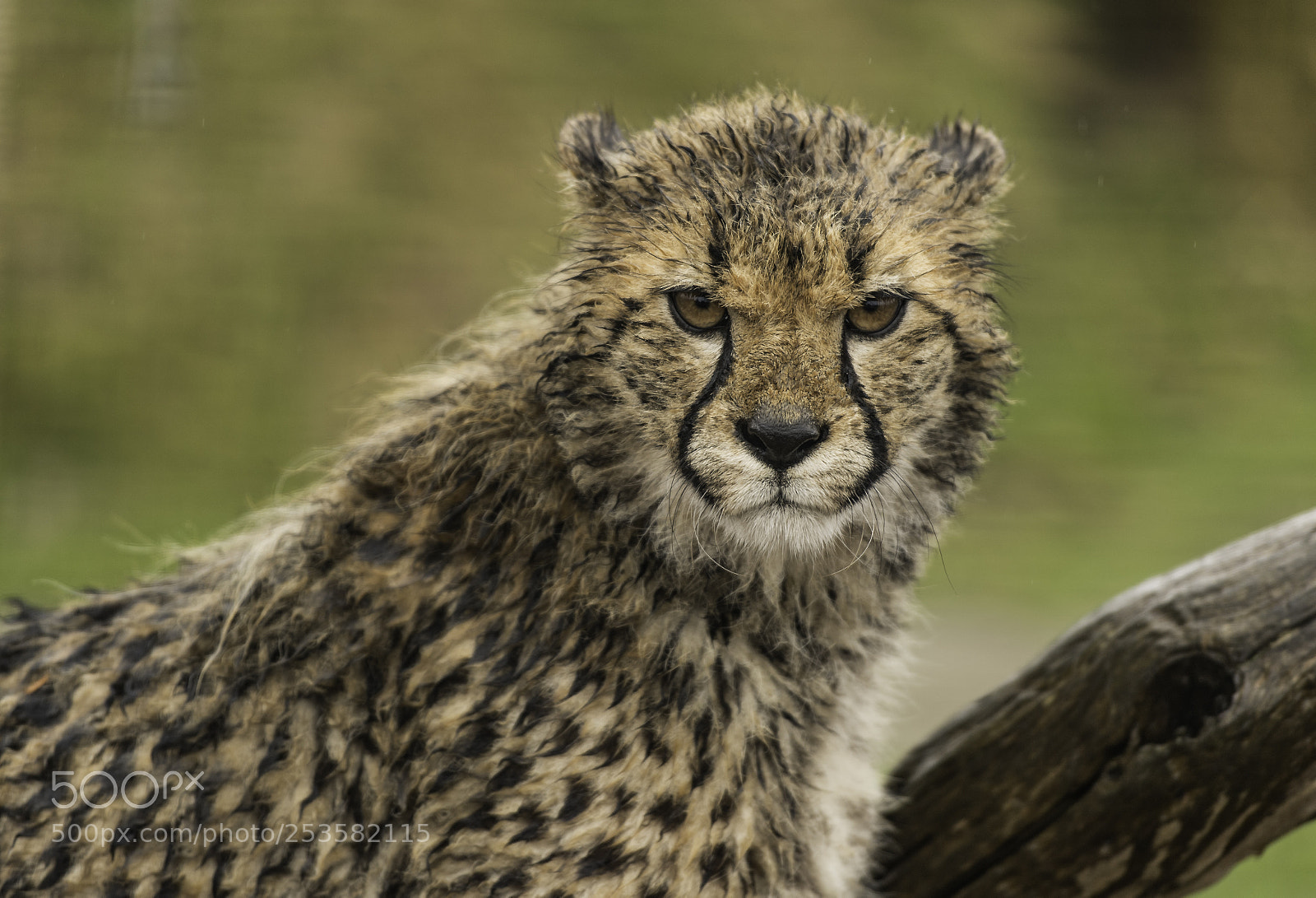 Nikon D5 sample photo. Cheetah series photography