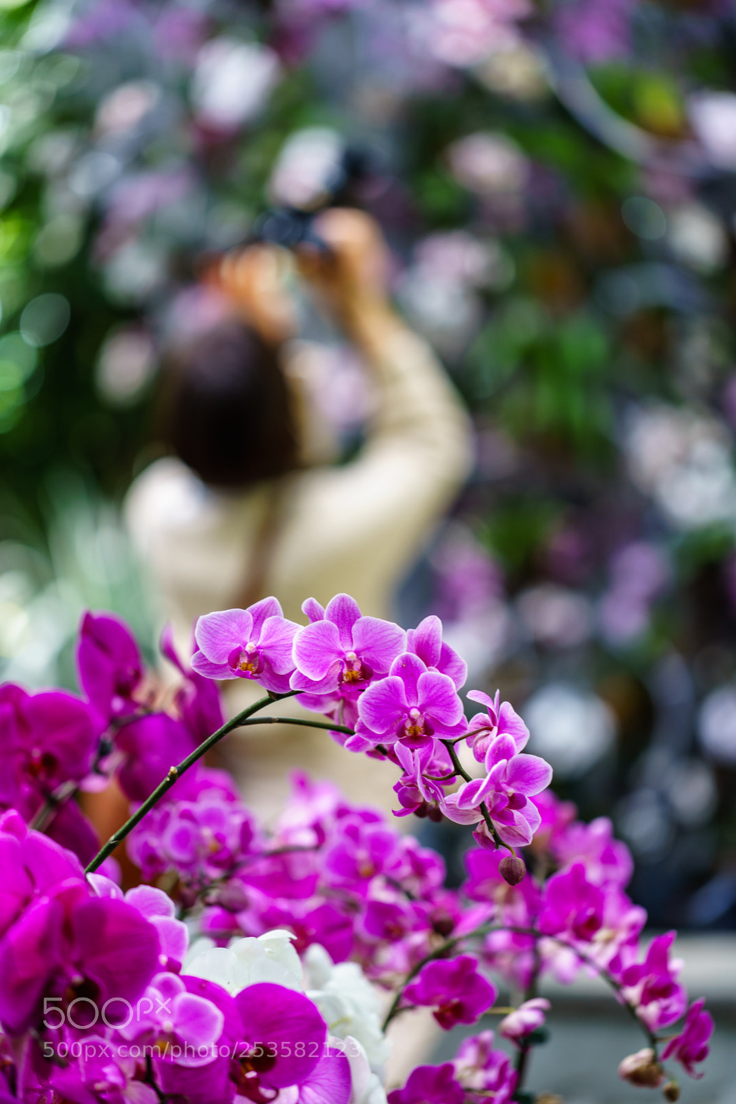 Sony a7 II sample photo. Purple orchids photography