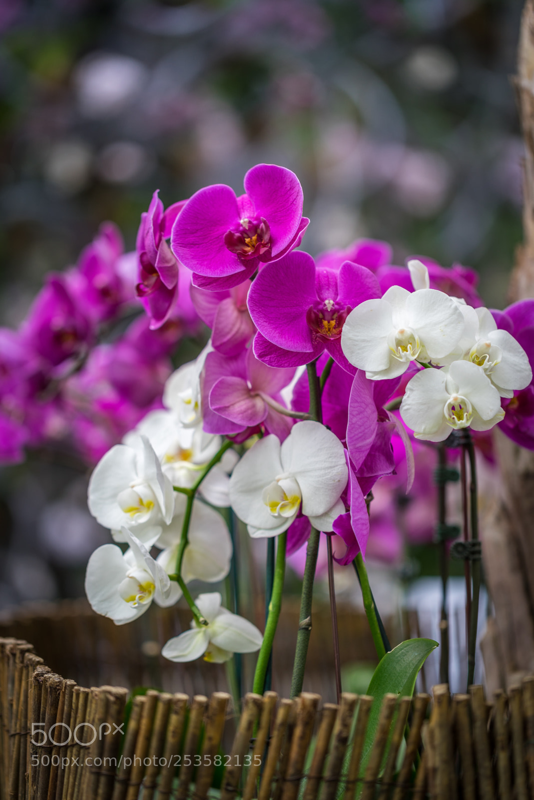 Sony a7 II sample photo. Purple and white orchids photography