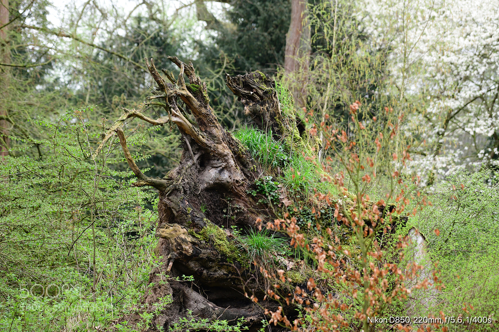 Nikon D850 sample photo. Fallen tree  photography
