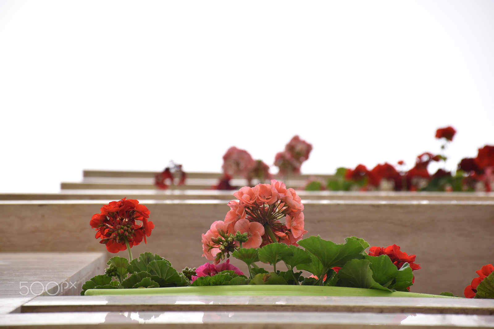Nikon D5600 sample photo. Building flowers photography