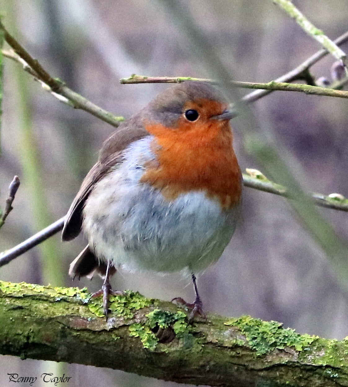Canon EF 70-300 F4-5.6 IS II USM sample photo. Robin photography
