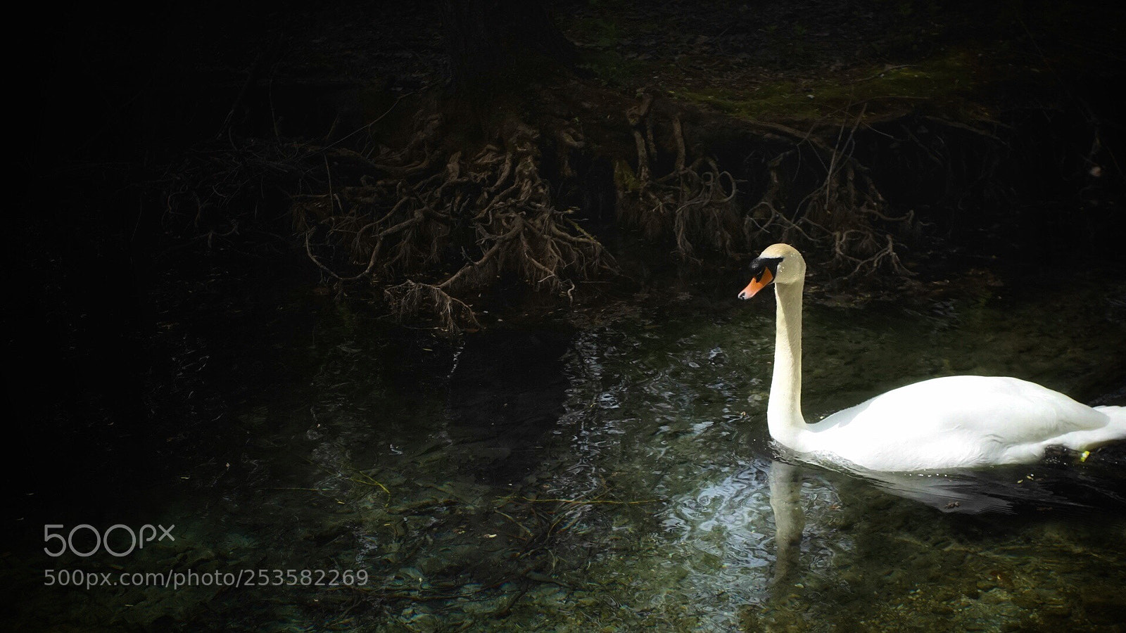 Sony a7 sample photo. Cigno photography