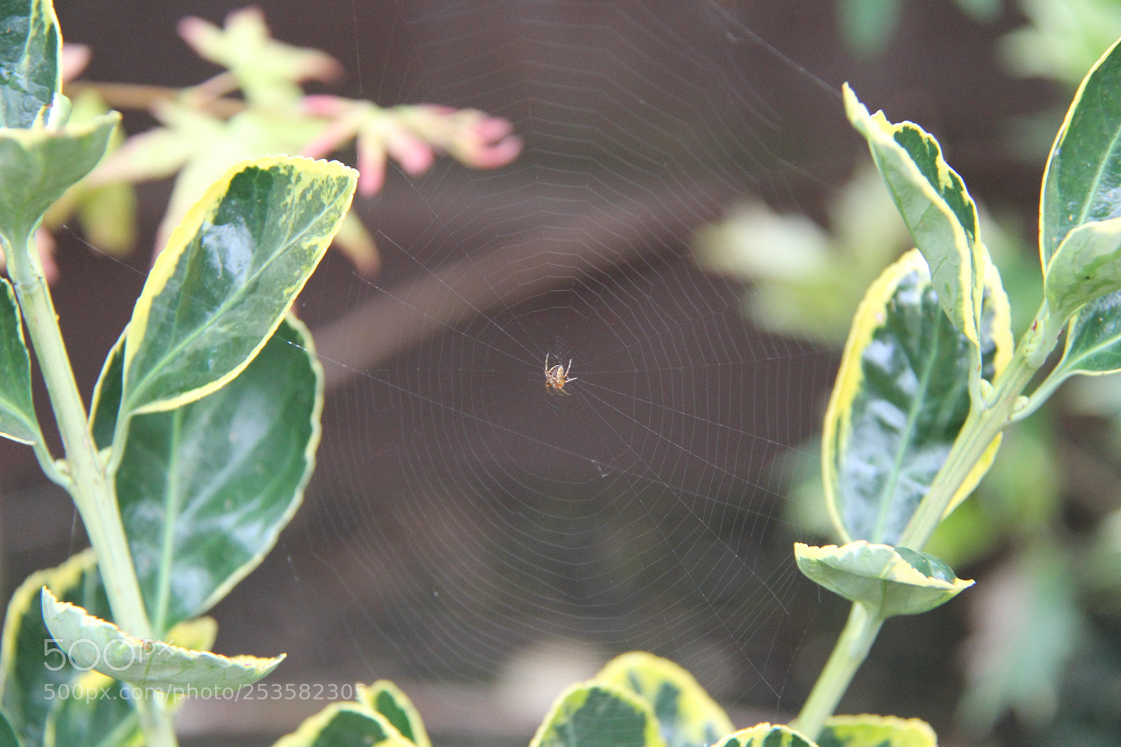 Canon EF-S 18-200mm F3.5-5.6 IS sample photo. Img photography