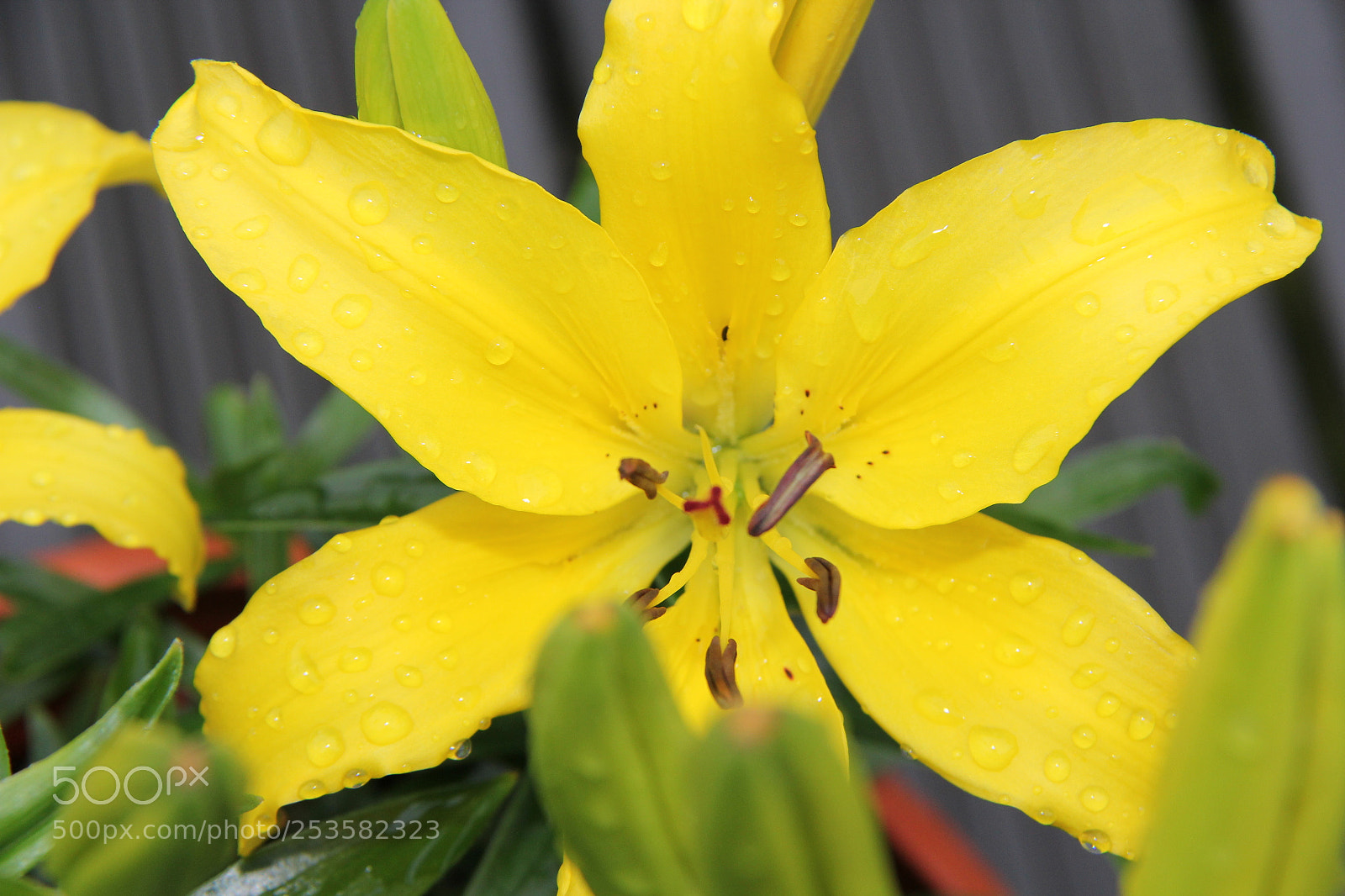 Canon EF-S 18-200mm F3.5-5.6 IS sample photo. Img photography