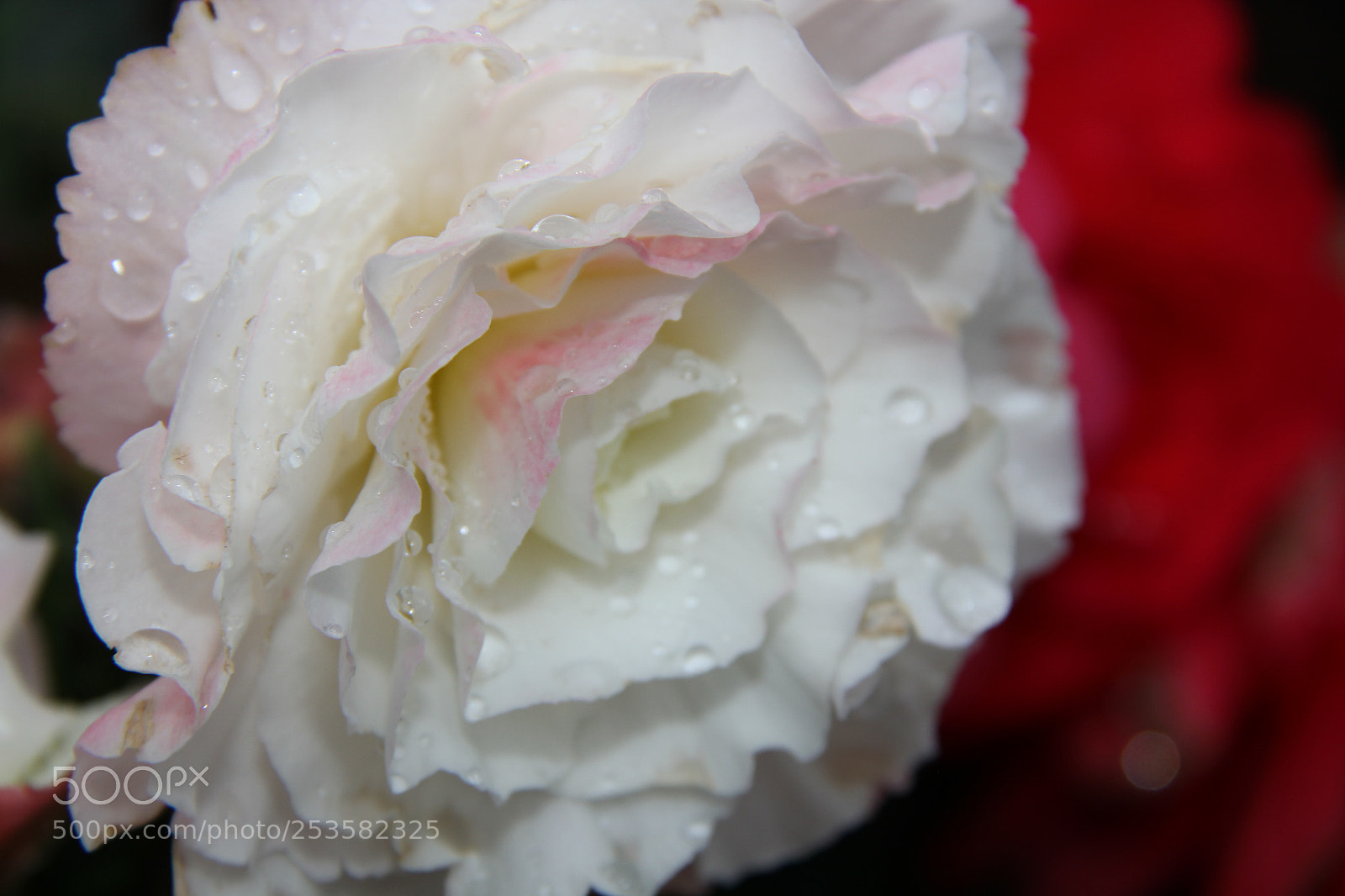 Canon EF-S 18-200mm F3.5-5.6 IS sample photo. Img photography