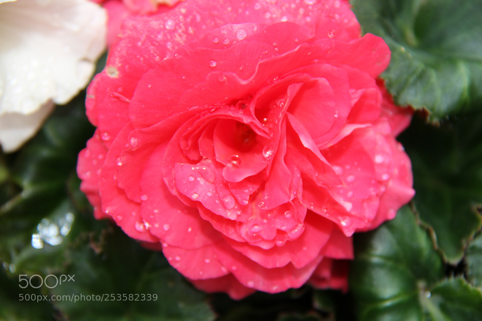 Canon EF-S 18-200mm F3.5-5.6 IS sample photo. Img photography