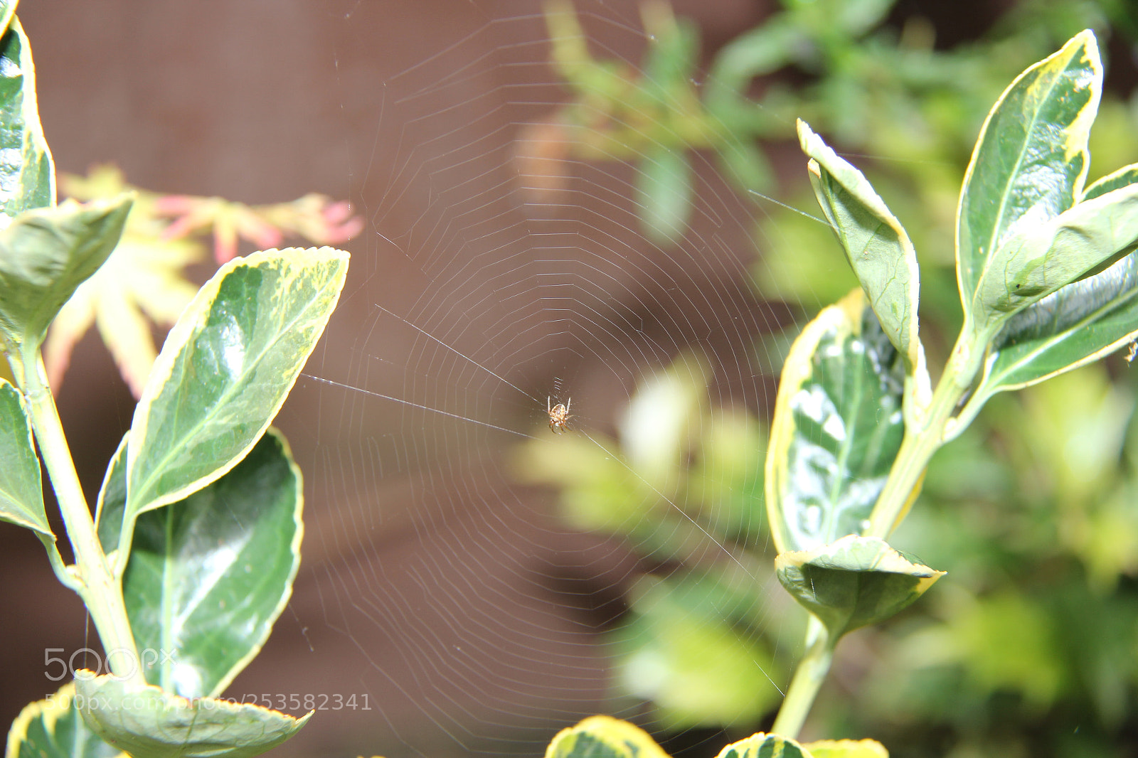 Canon EF-S 18-200mm F3.5-5.6 IS sample photo. Img photography