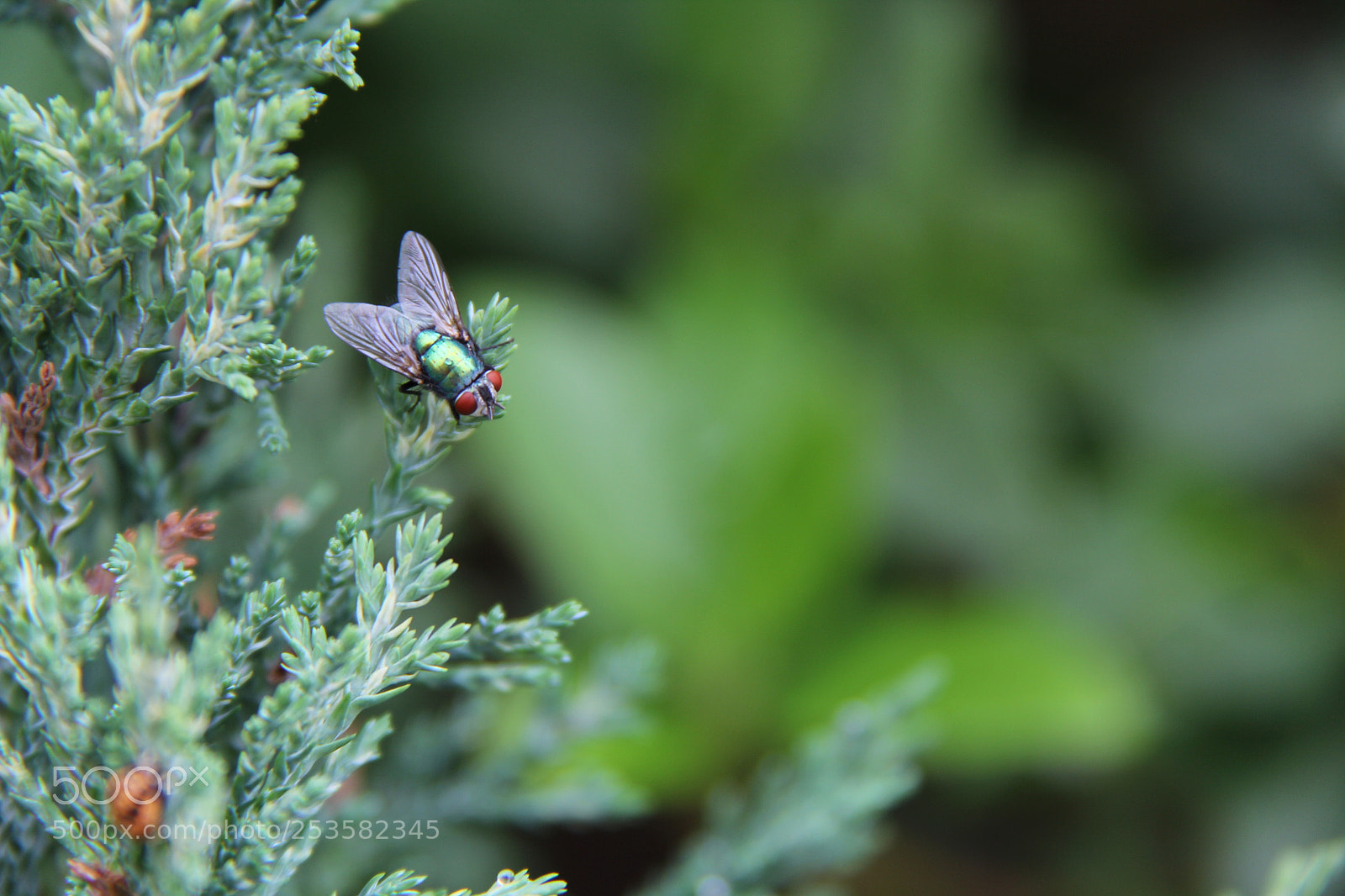 Canon EF-S 18-200mm F3.5-5.6 IS sample photo. Img photography