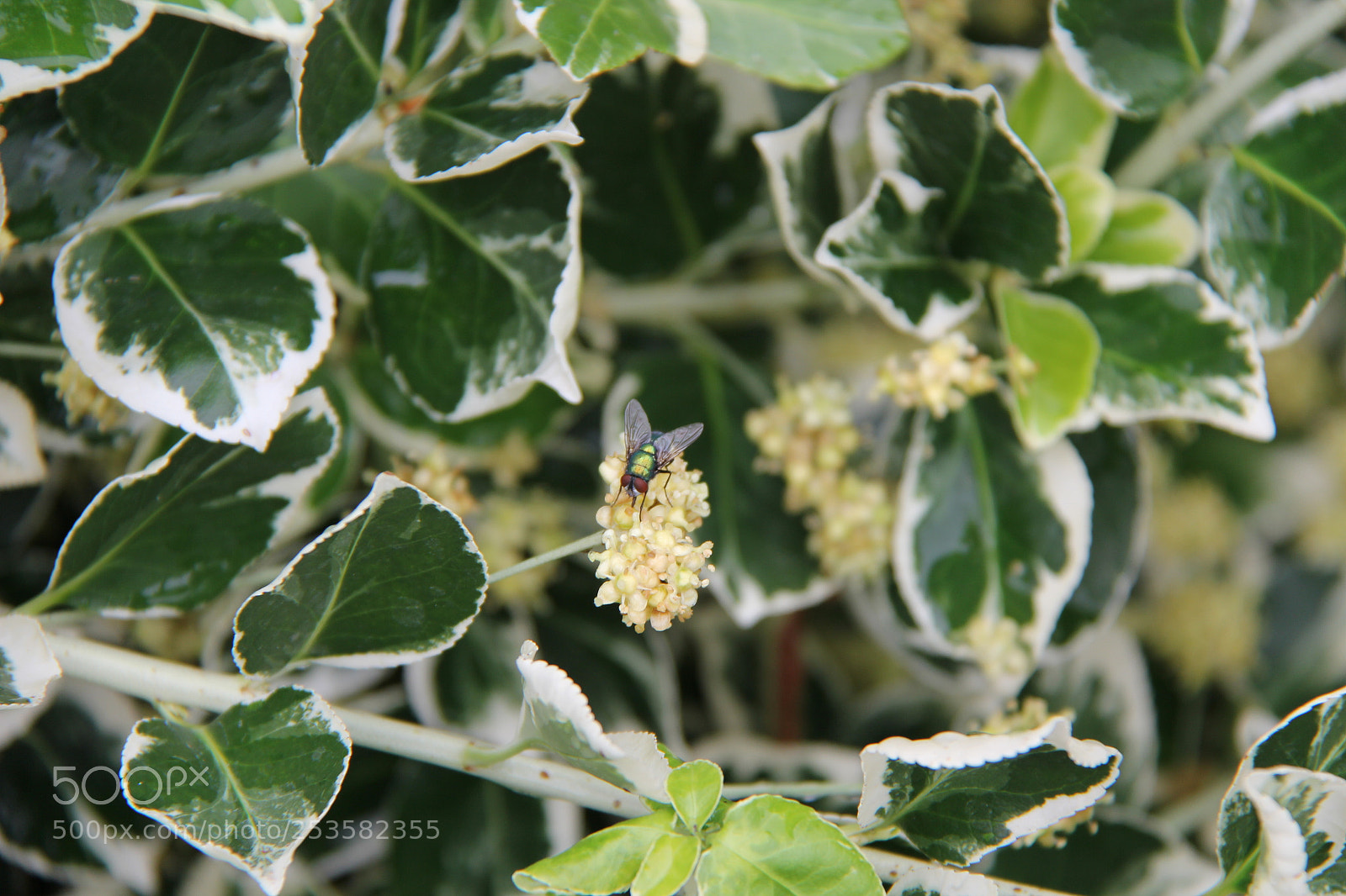 Canon EF-S 18-200mm F3.5-5.6 IS sample photo. Img photography