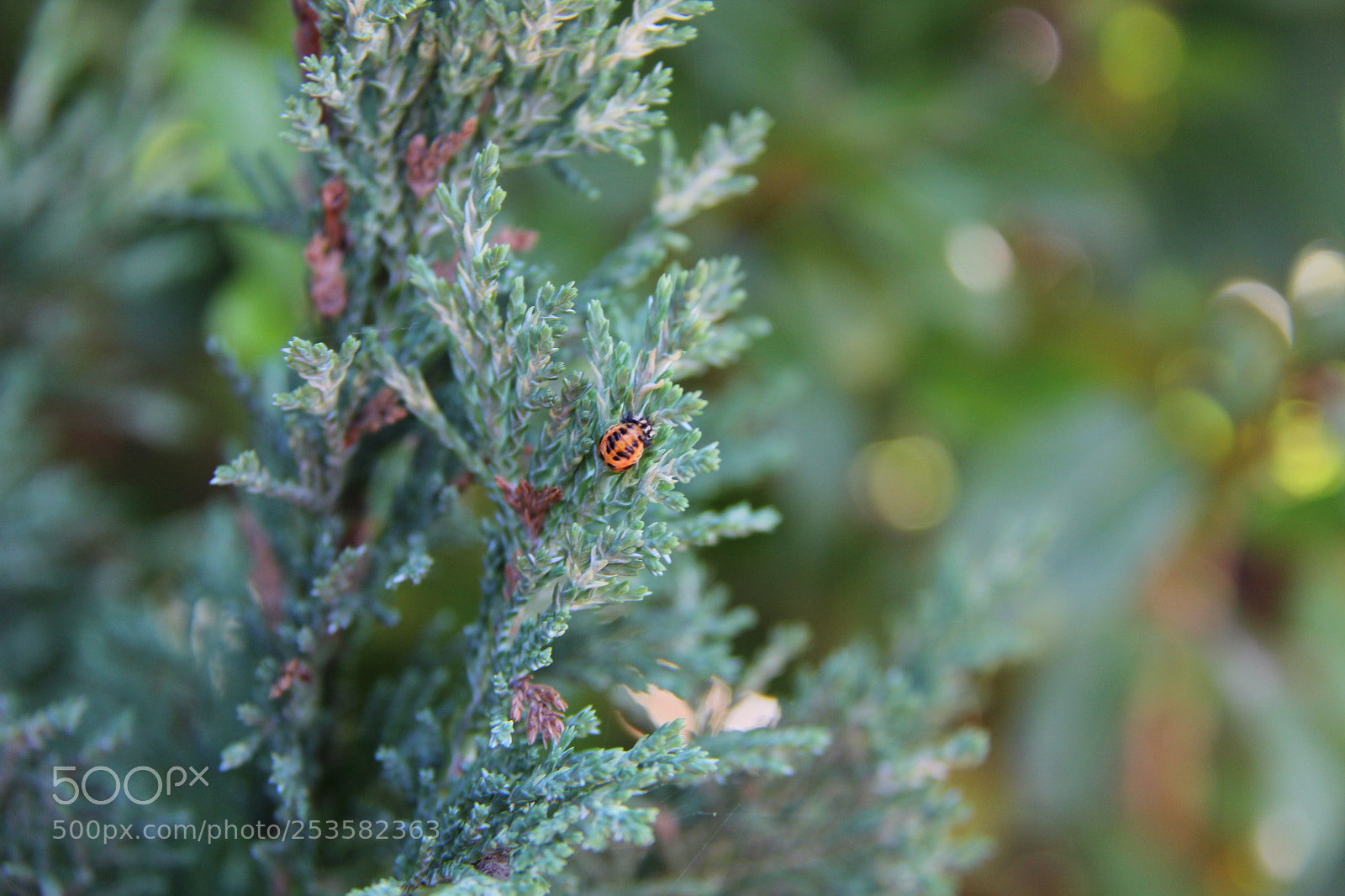 Canon EF-S 18-200mm F3.5-5.6 IS sample photo. Img photography