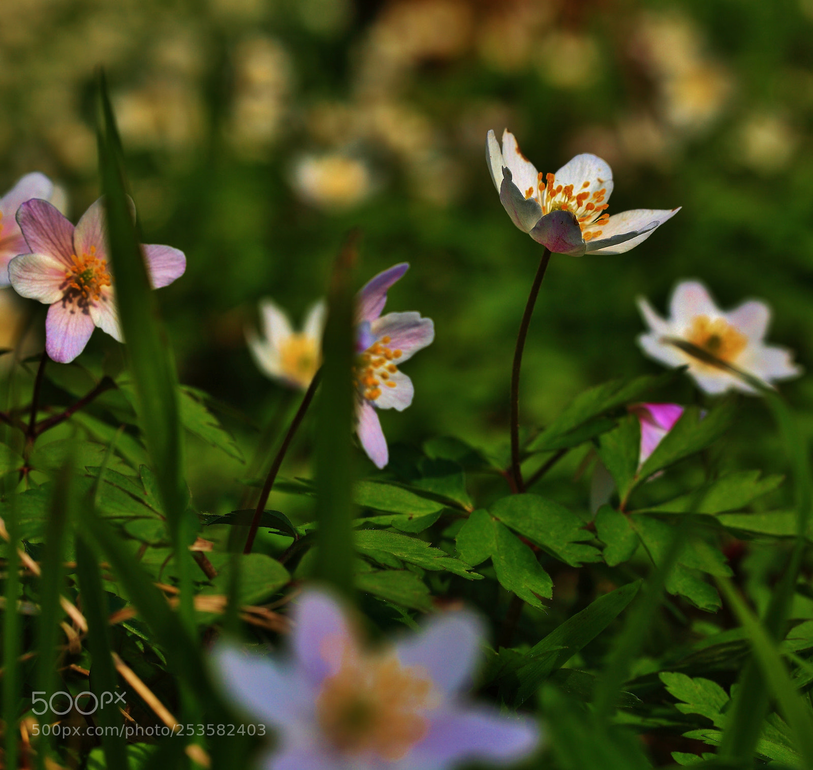 Canon EOS 5D Mark II sample photo. () photography
