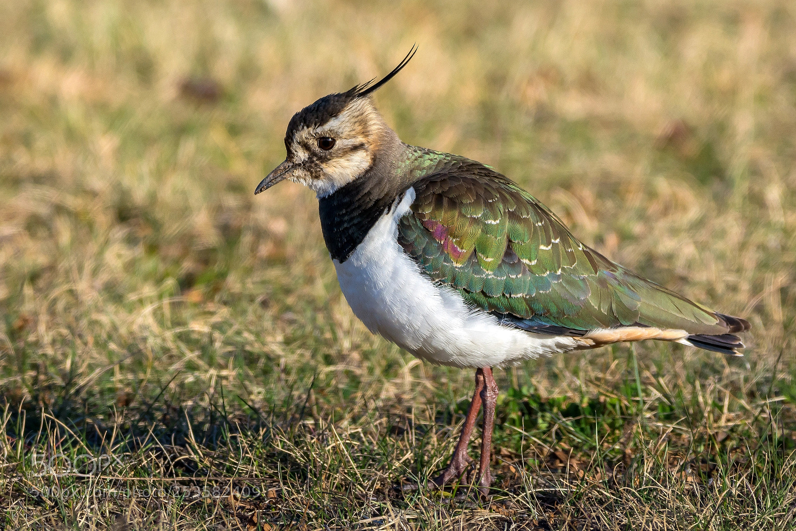 Nikon D7100 sample photo. Sunday bird photography