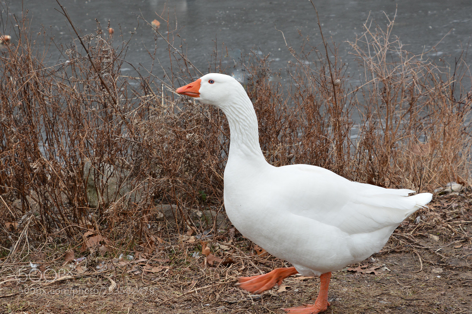 Nikon D7100 sample photo. Bird life. the boss. photography