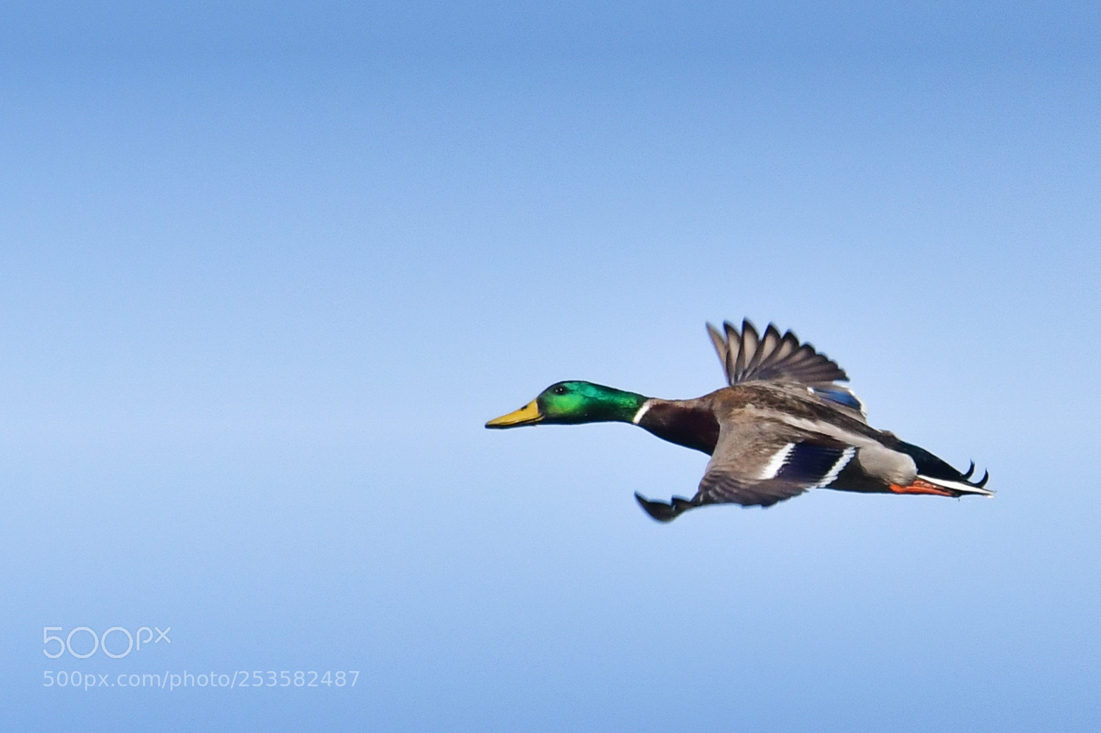 Nikon D500 sample photo. Bird in space photography