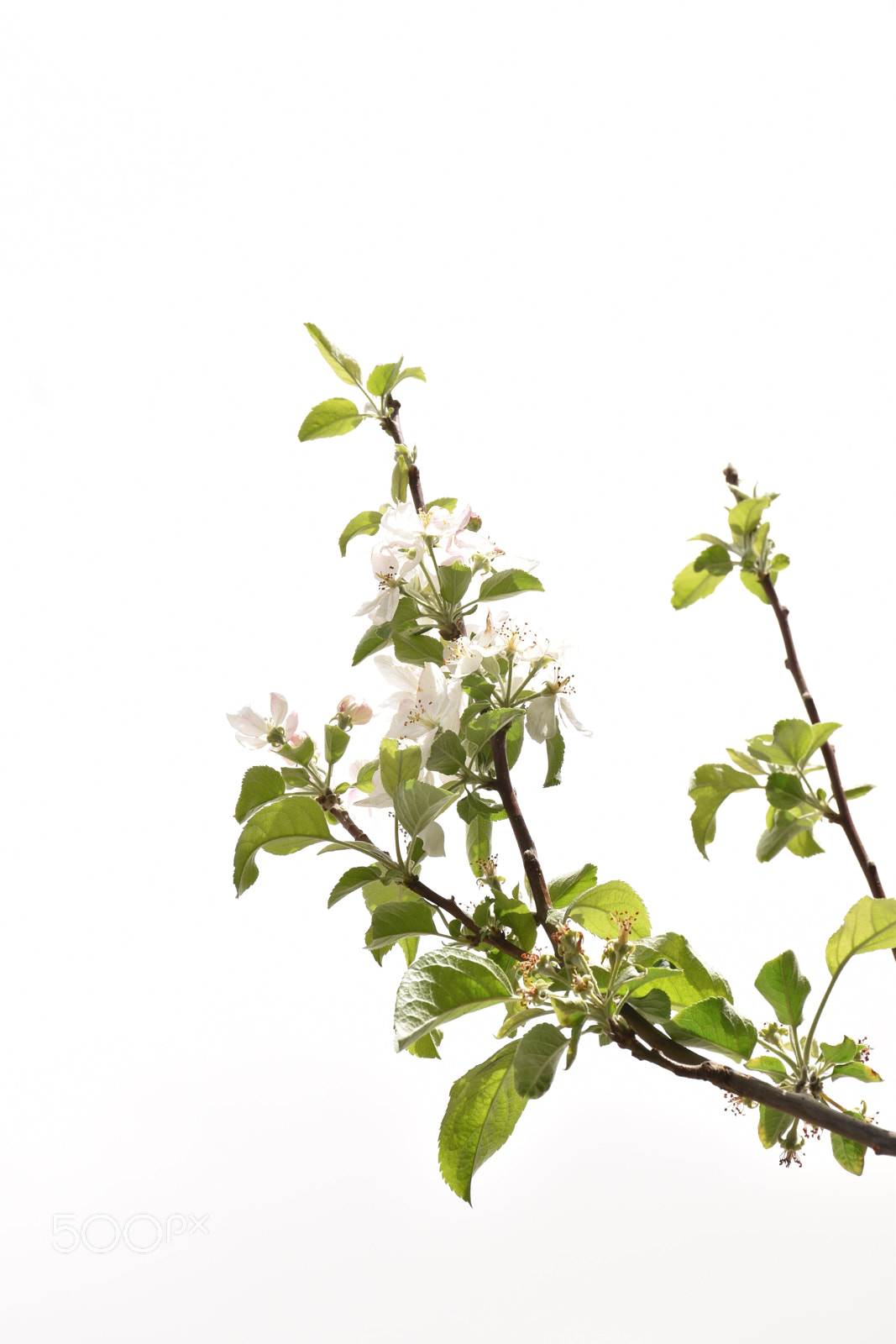 Nikon D5600 sample photo. Blossoms branch photography