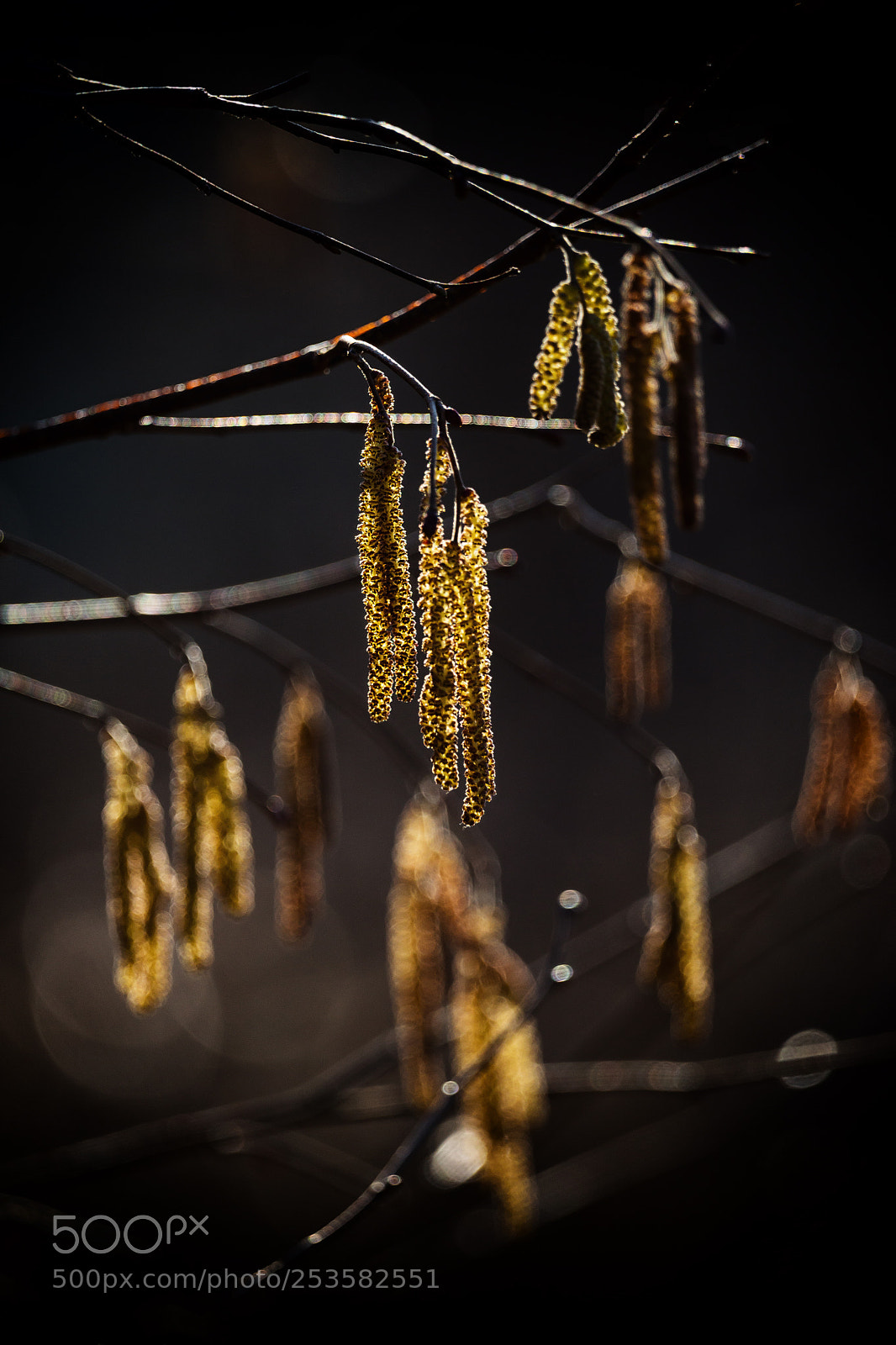 Sony SLT-A99V sample photo. Lanterns photography