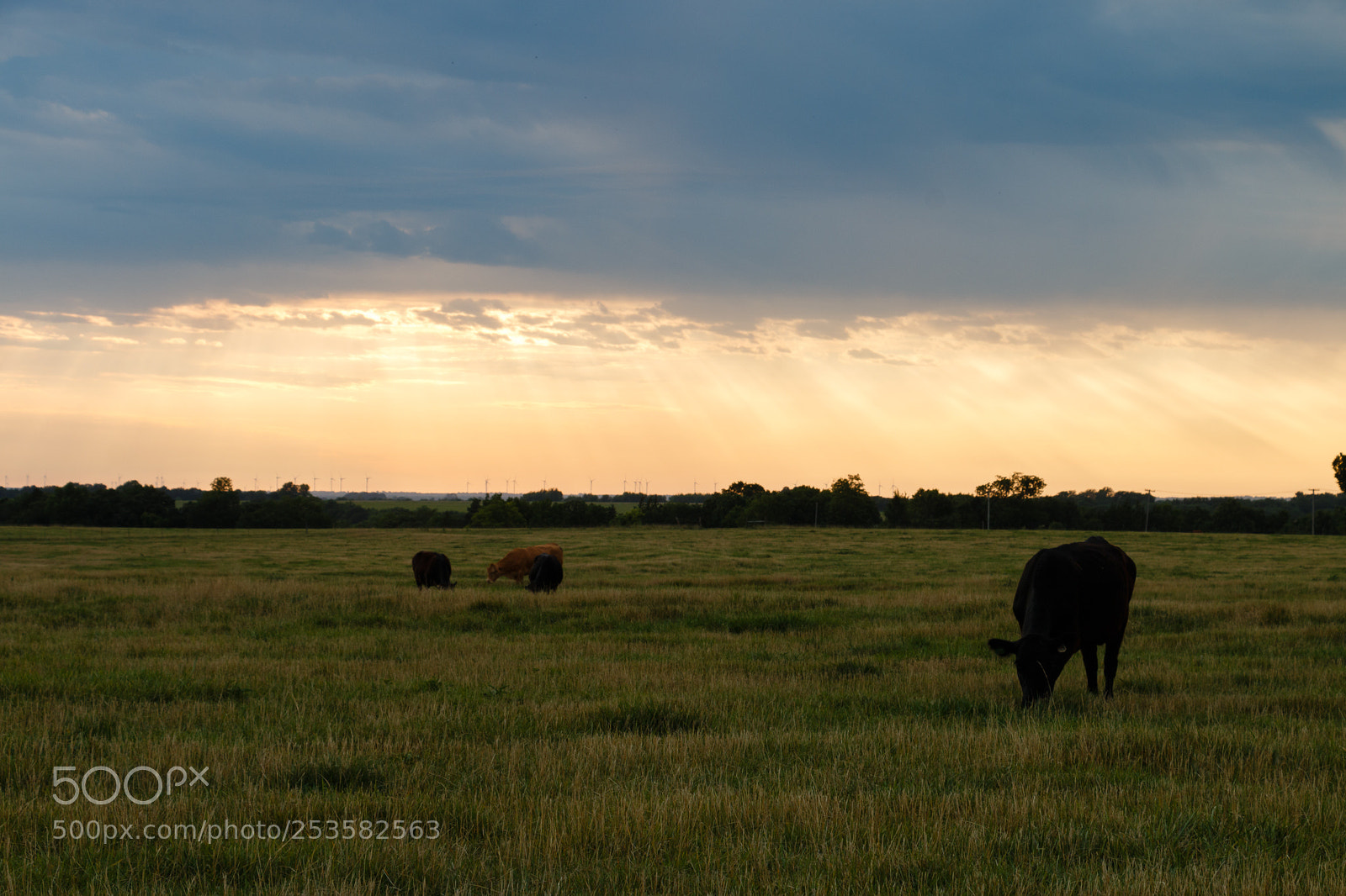 Canon EOS 70D sample photo. Cow rays photography