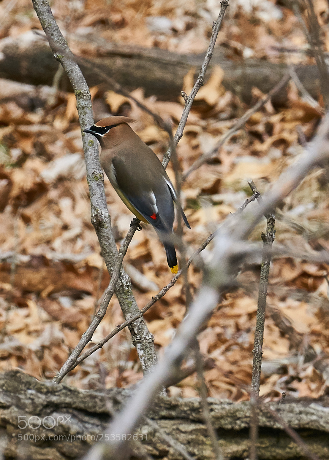 Sony a6000 sample photo. Cedar waxwing photography