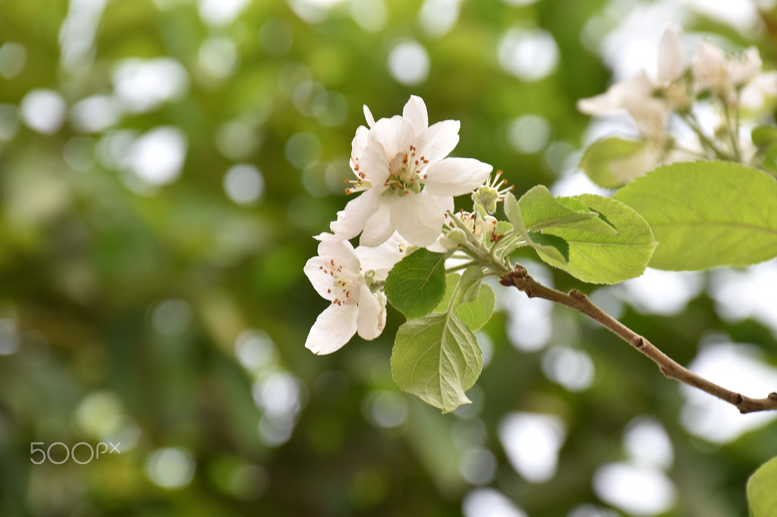 Nikon D5600 sample photo. Blossom photography
