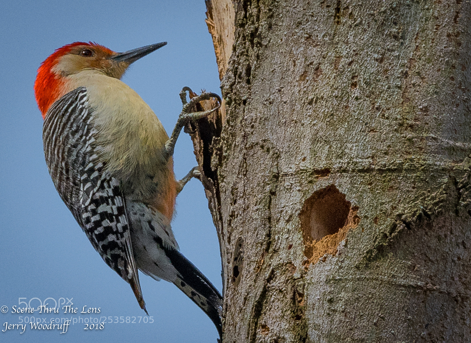 Nikon D850 sample photo. Woodpecker photography