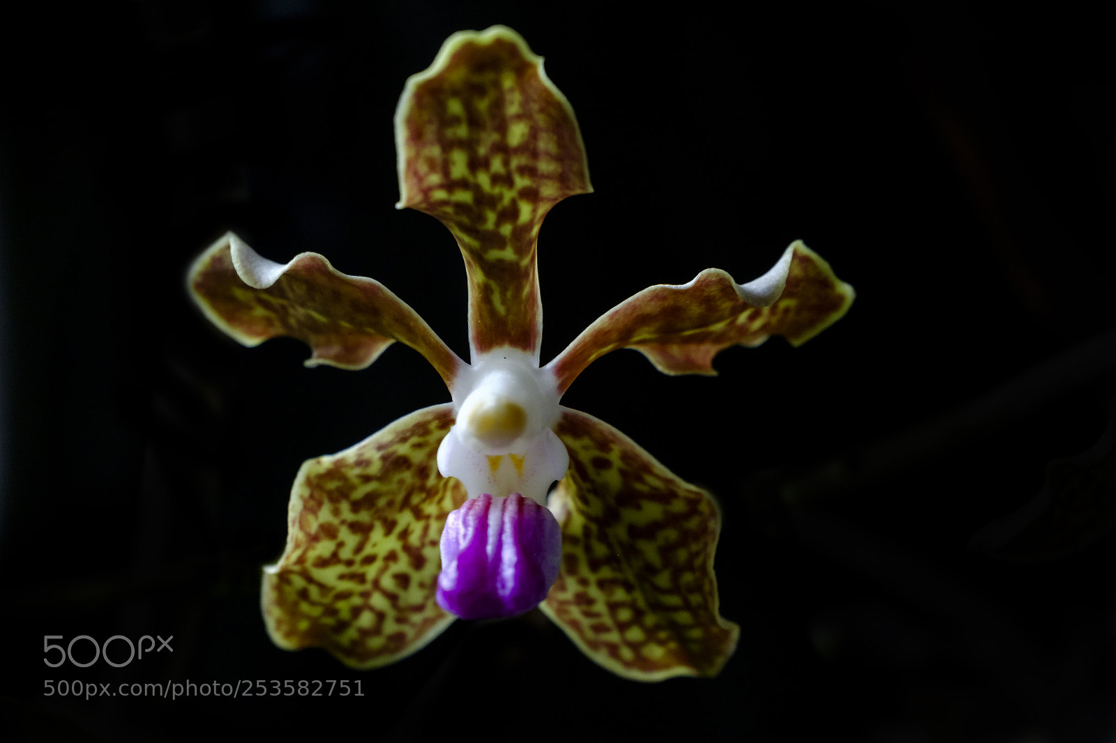 Fujifilm X-M1 sample photo. Vanda tessellata photography