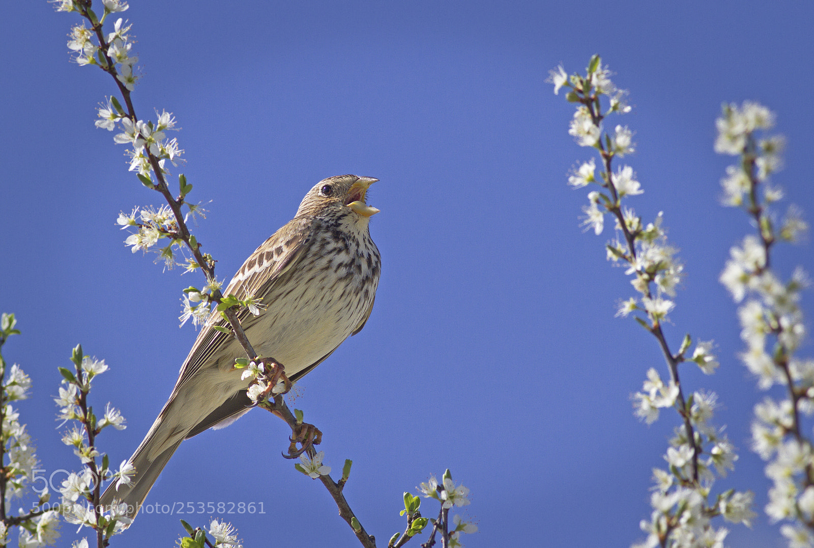 Canon EOS 7D sample photo. Corn bunting photography